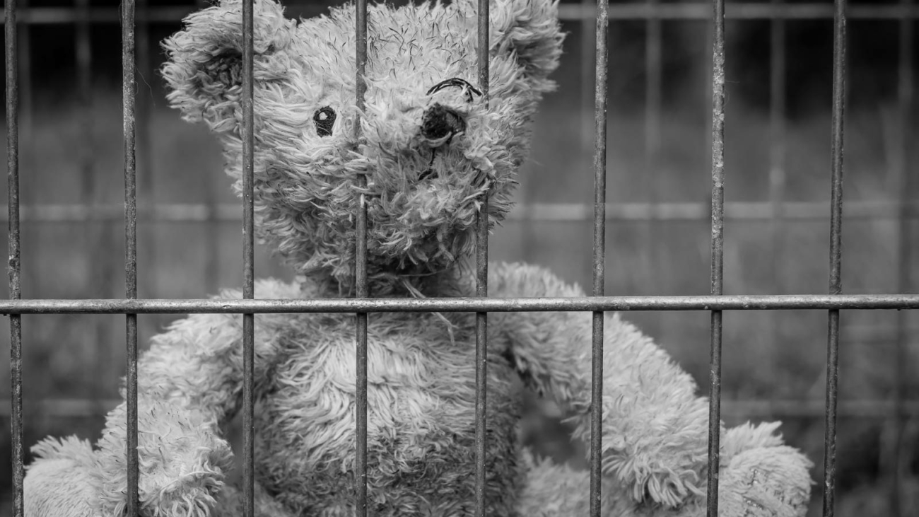 teddy27116751920jpg_5d4d6851bac6c